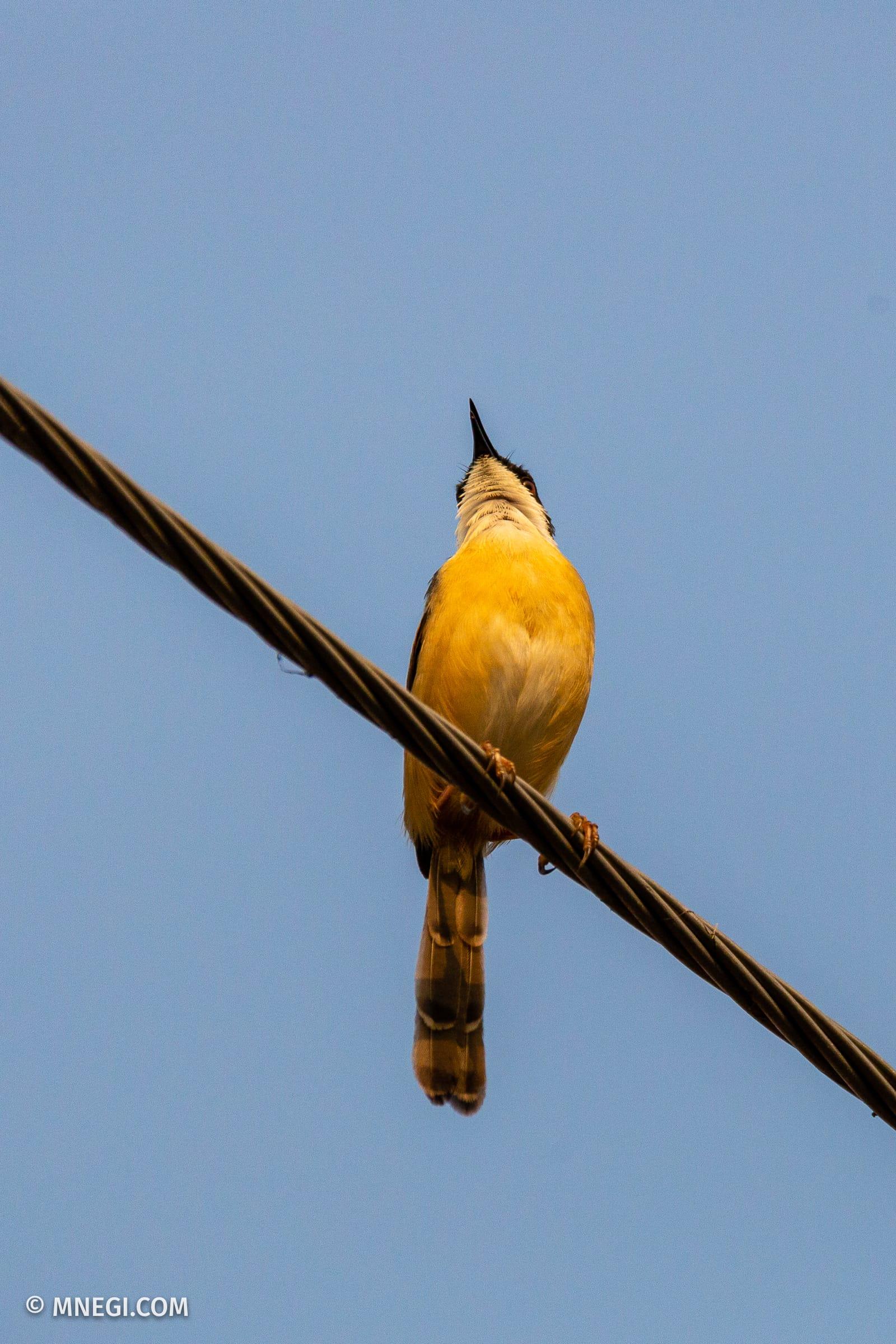 Ashy Prinia