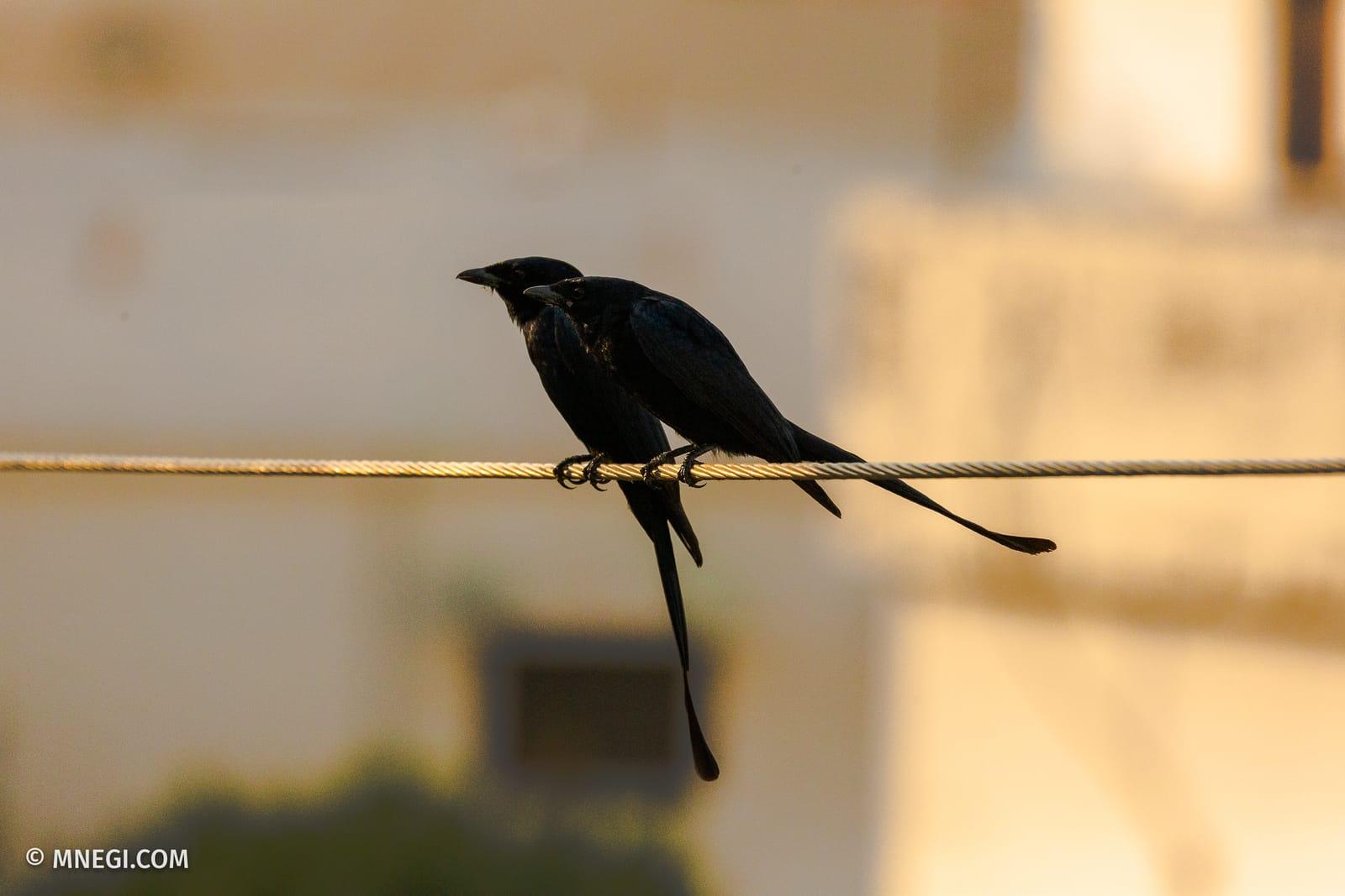Black Drongo