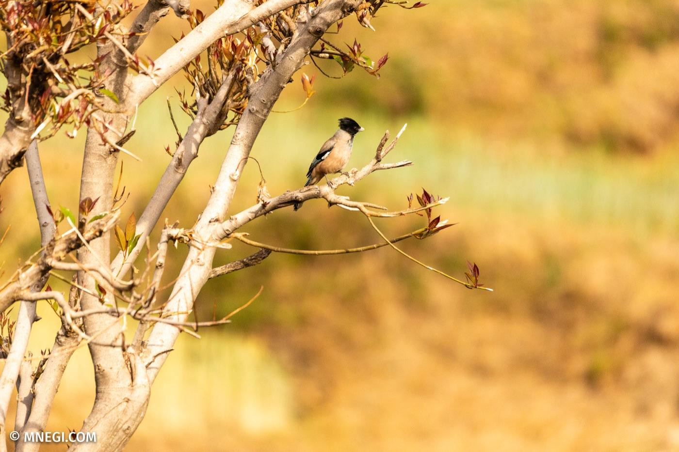 Black-headed Jay