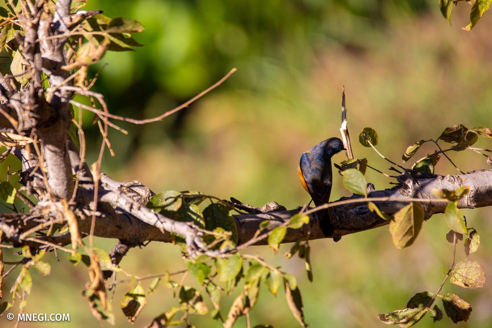 A blue-fronted redstart lit by low morning sun