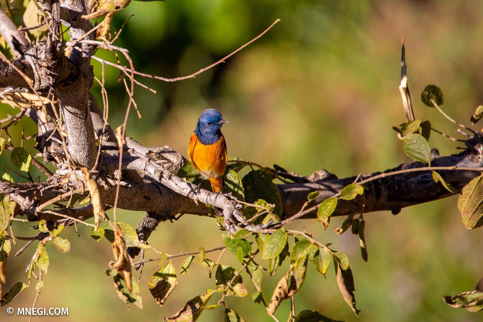 A blue-fronted redstart in winter