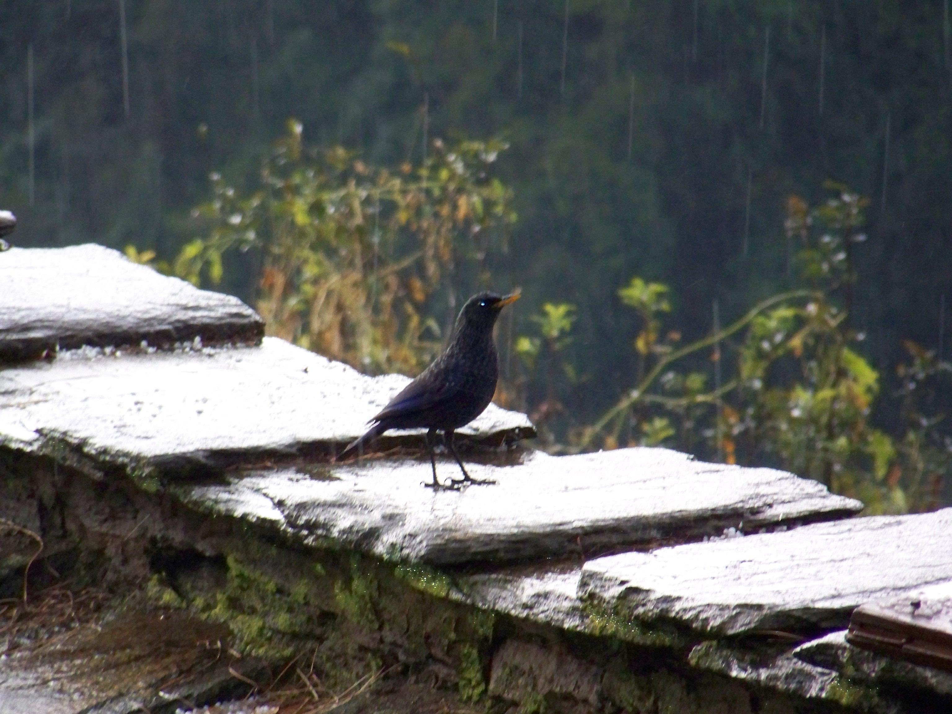 Blue Whistling Thrush