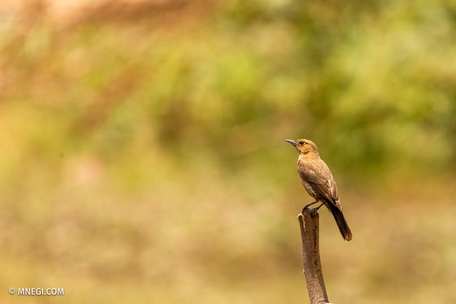 Brown Rock Chat