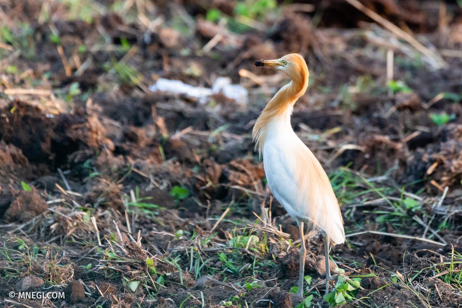 Cattle Egret