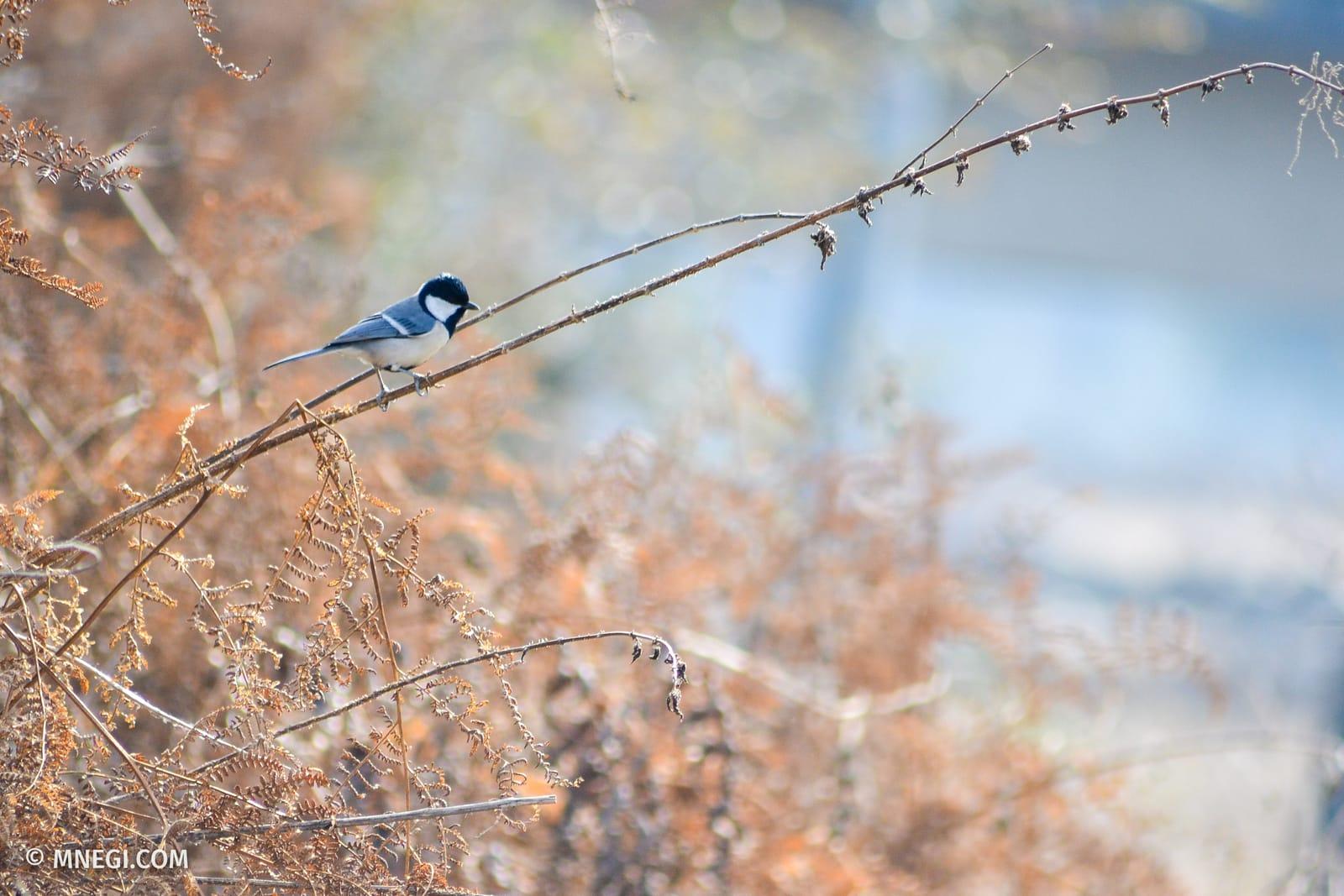 Cinereous Tit