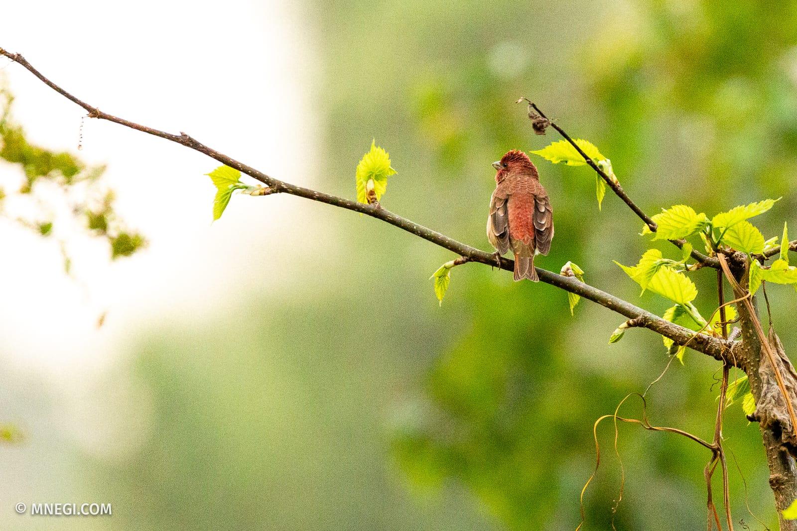 Common Rosefinch
