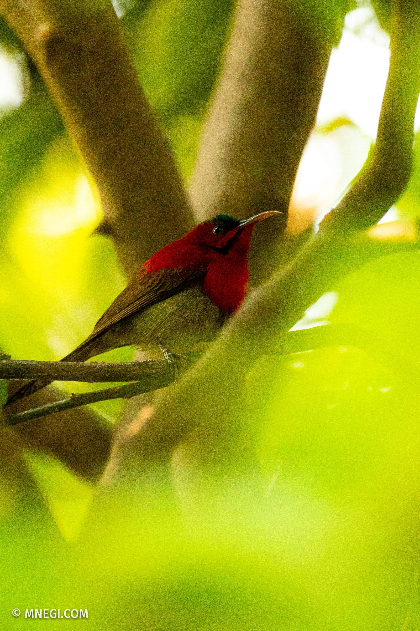 Crimson Sunbird