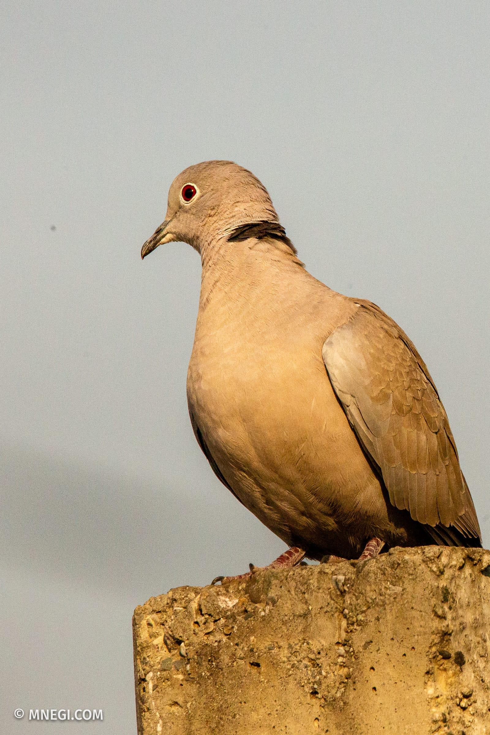 Eurasian Collared Dove