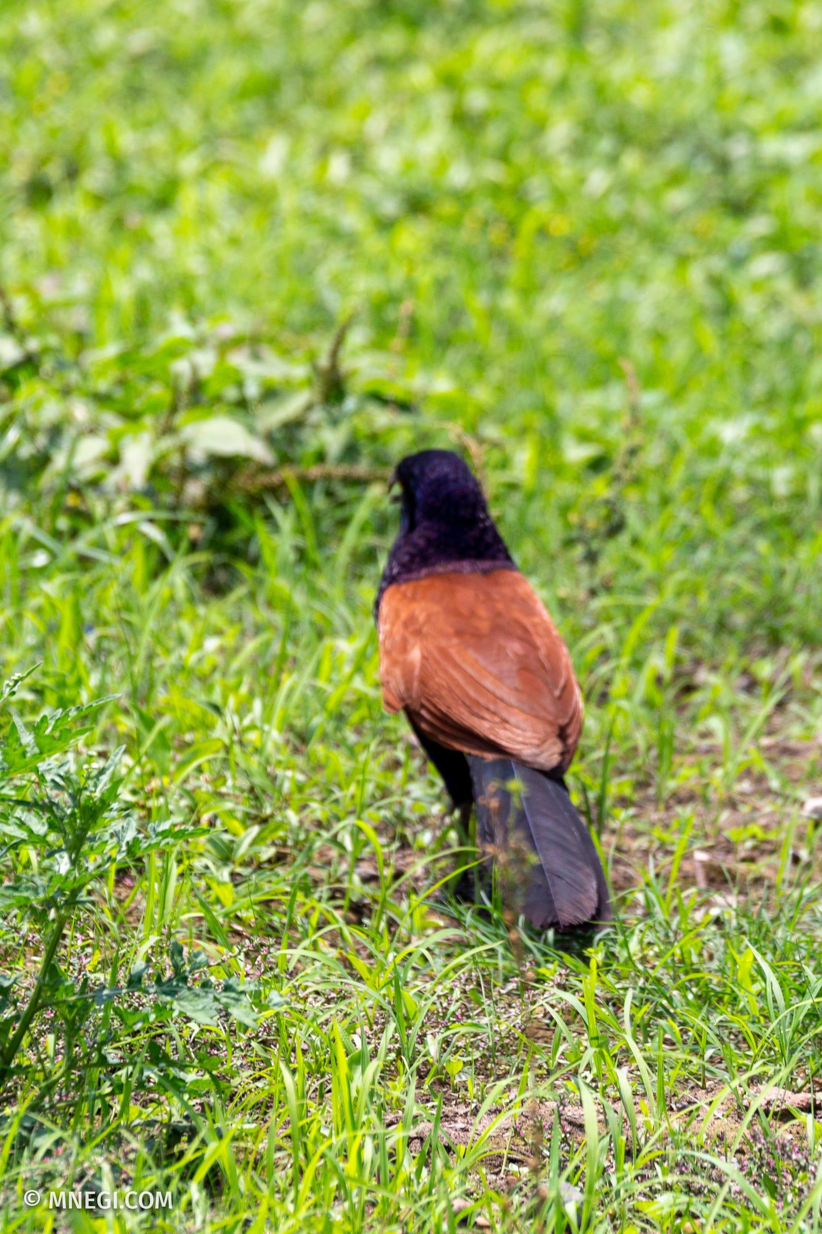 Greater Coucal