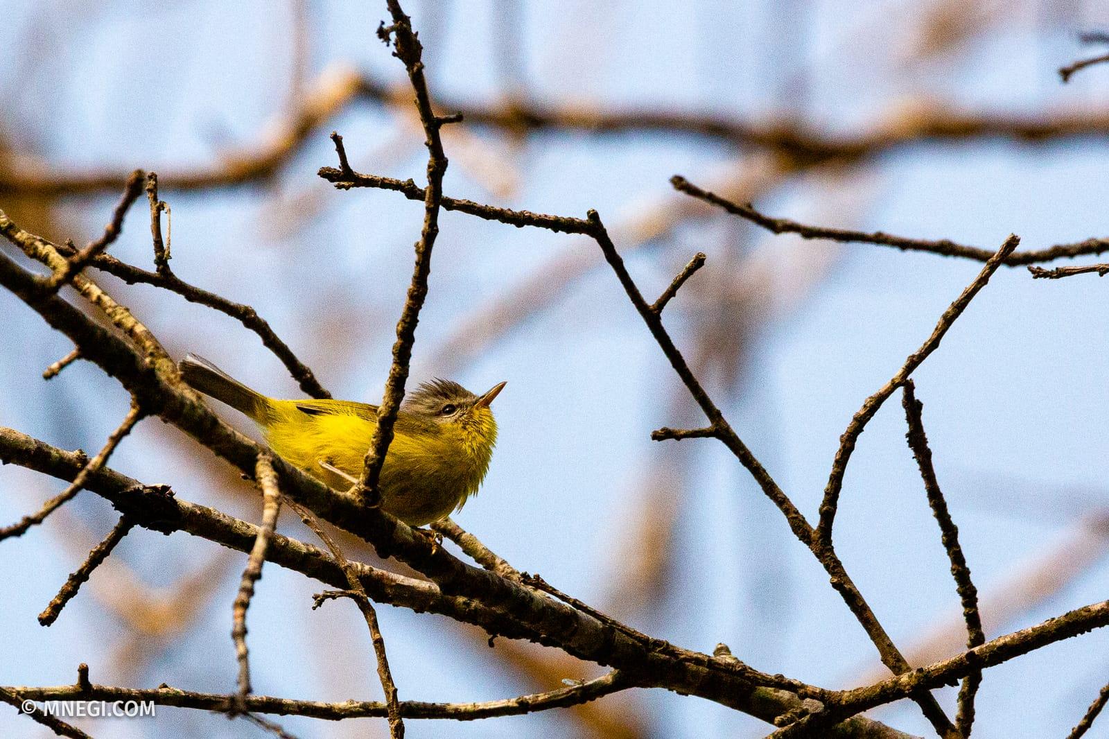 Green-crowned Warbler