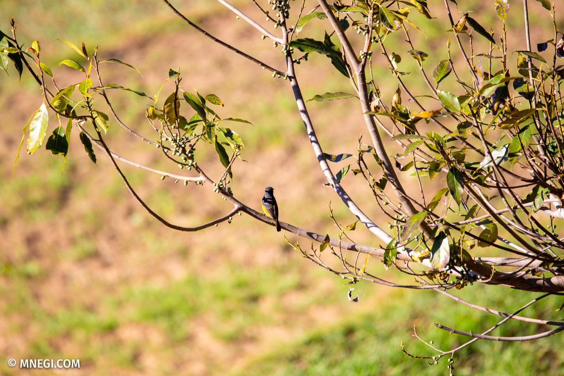 Green-backed Tit