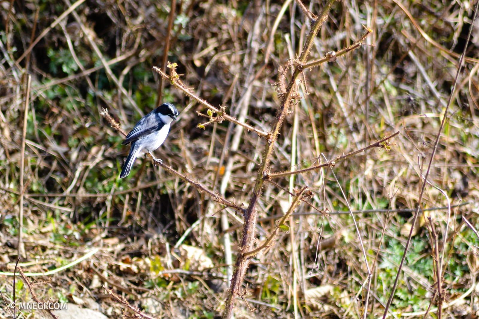 Grey Bushchat