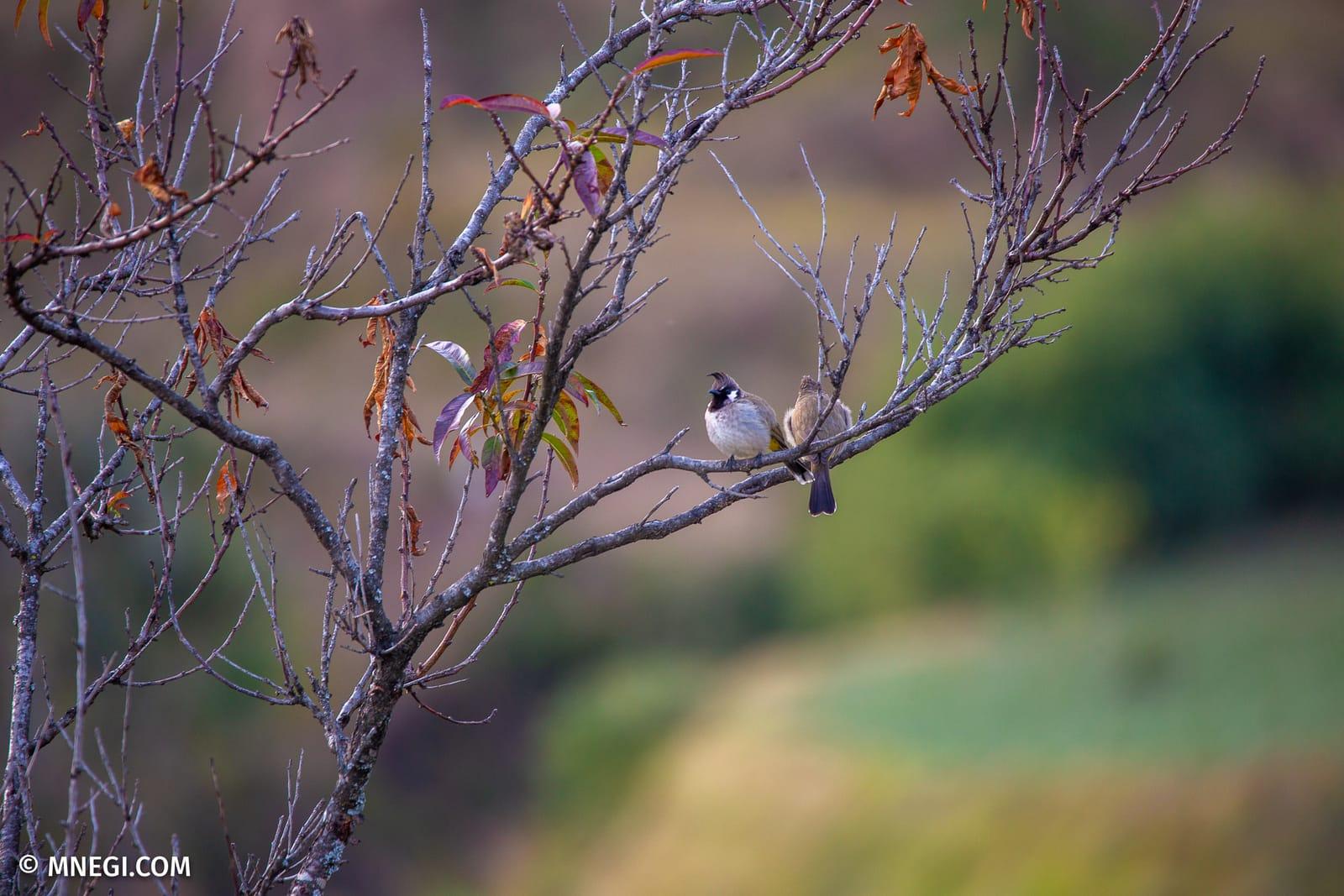 A Himalayan bulbul singing in spring