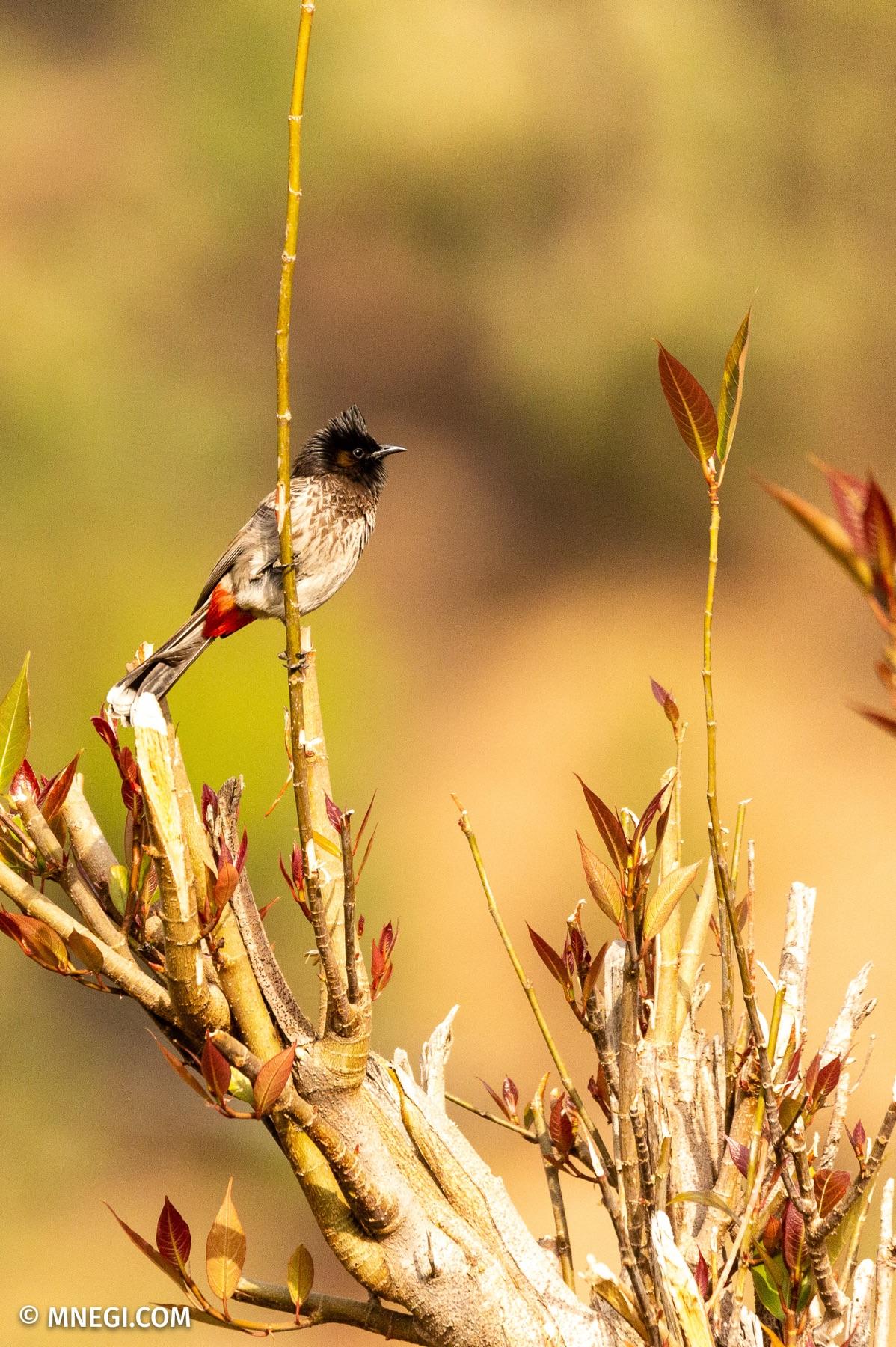Himalayan Bulbul