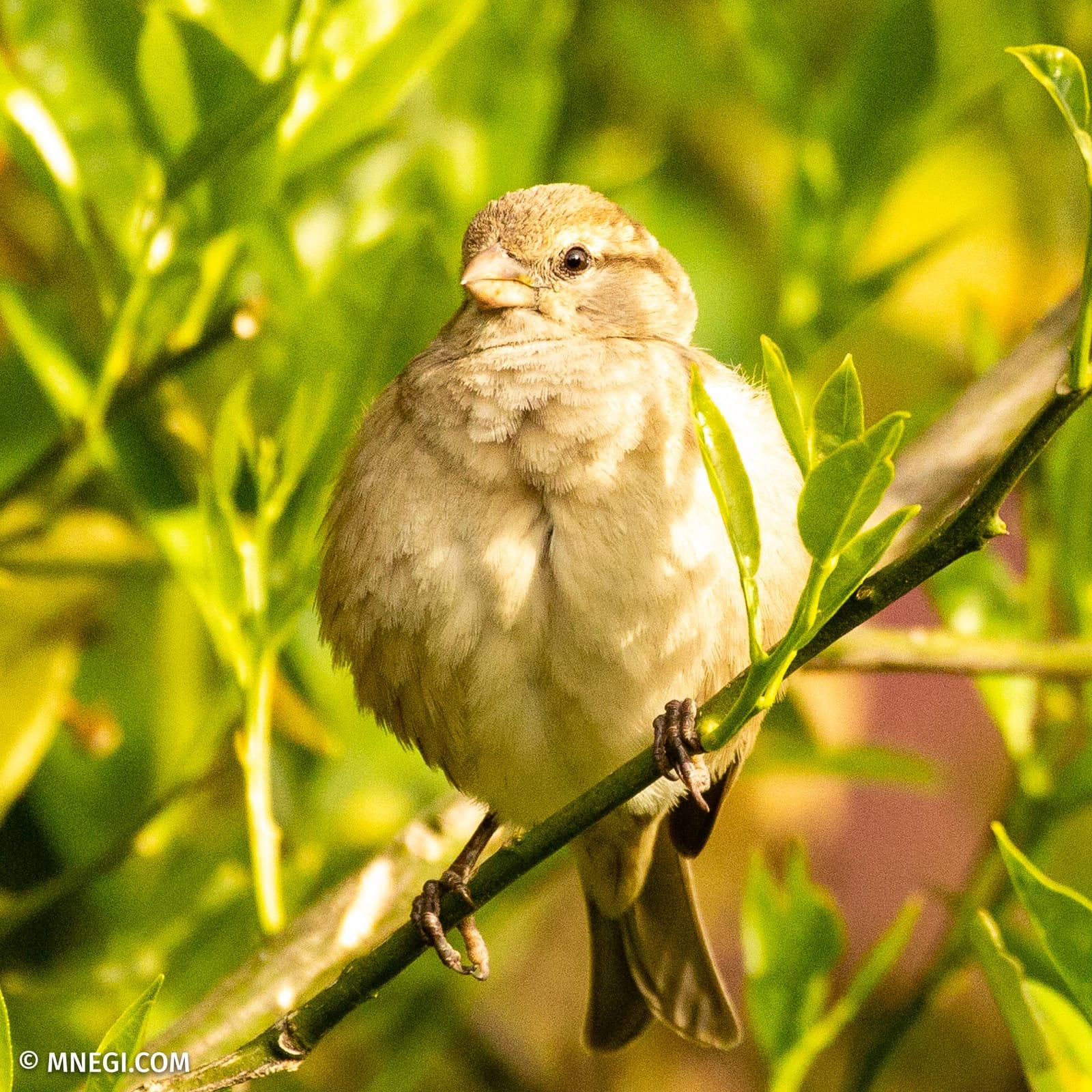 A house sparrow in the courtyard