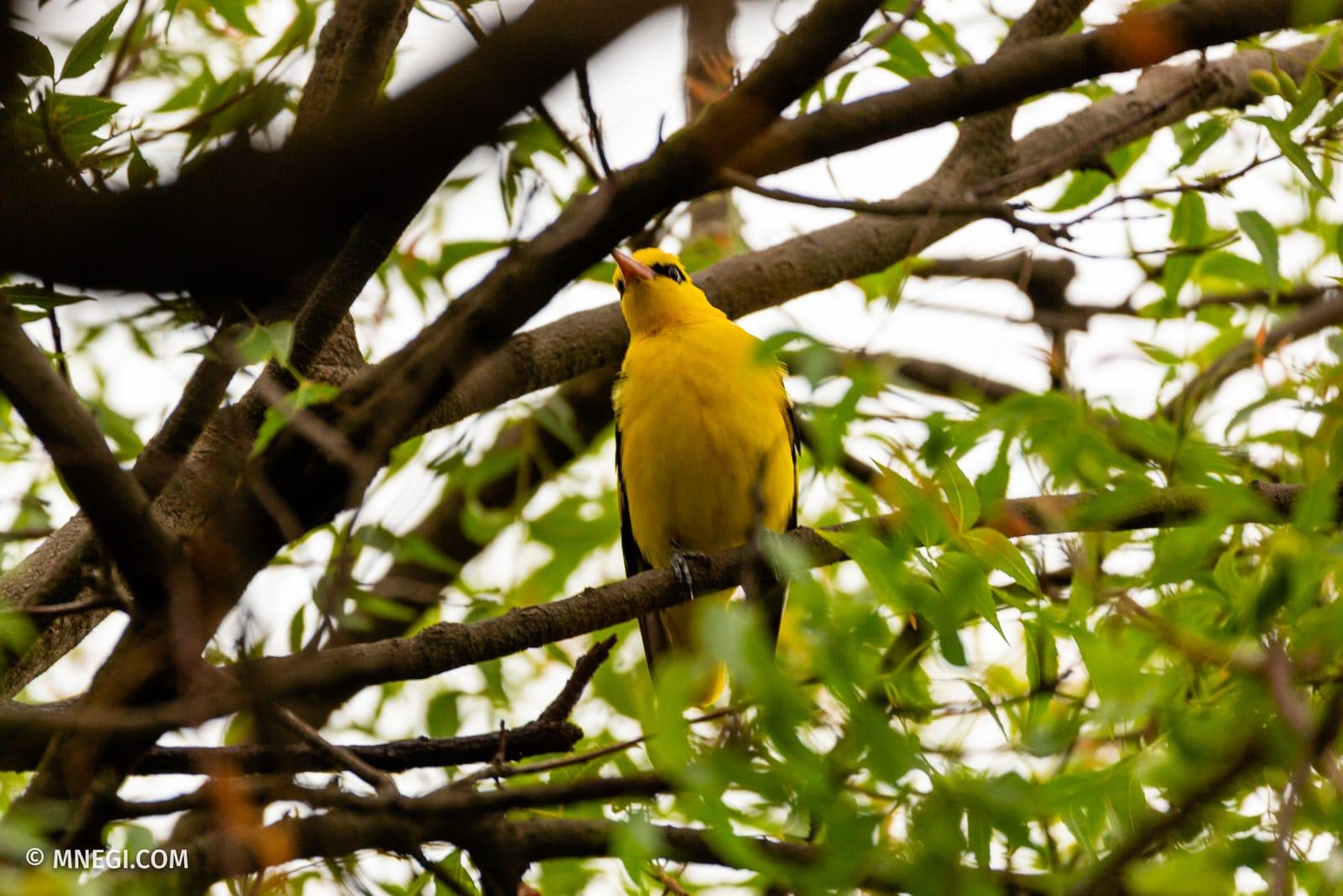 Indian Golden Oriole