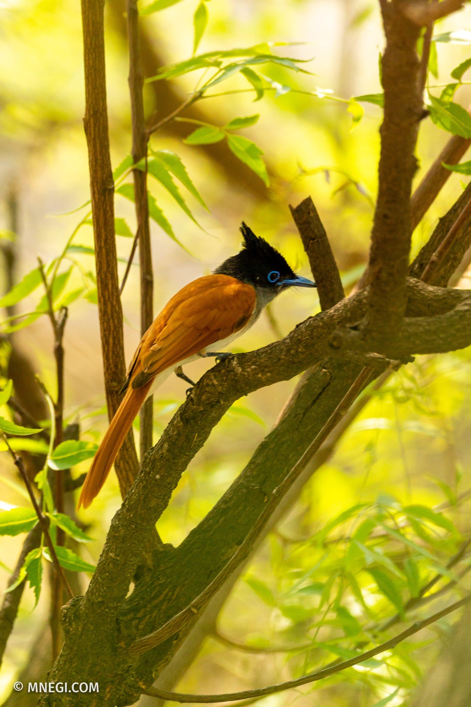 Indian Paradise Flycatcher (Female)
