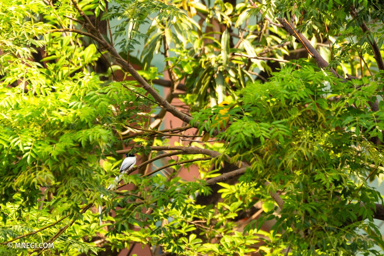 A male Indian paradise flycatcher with long white tail streamers