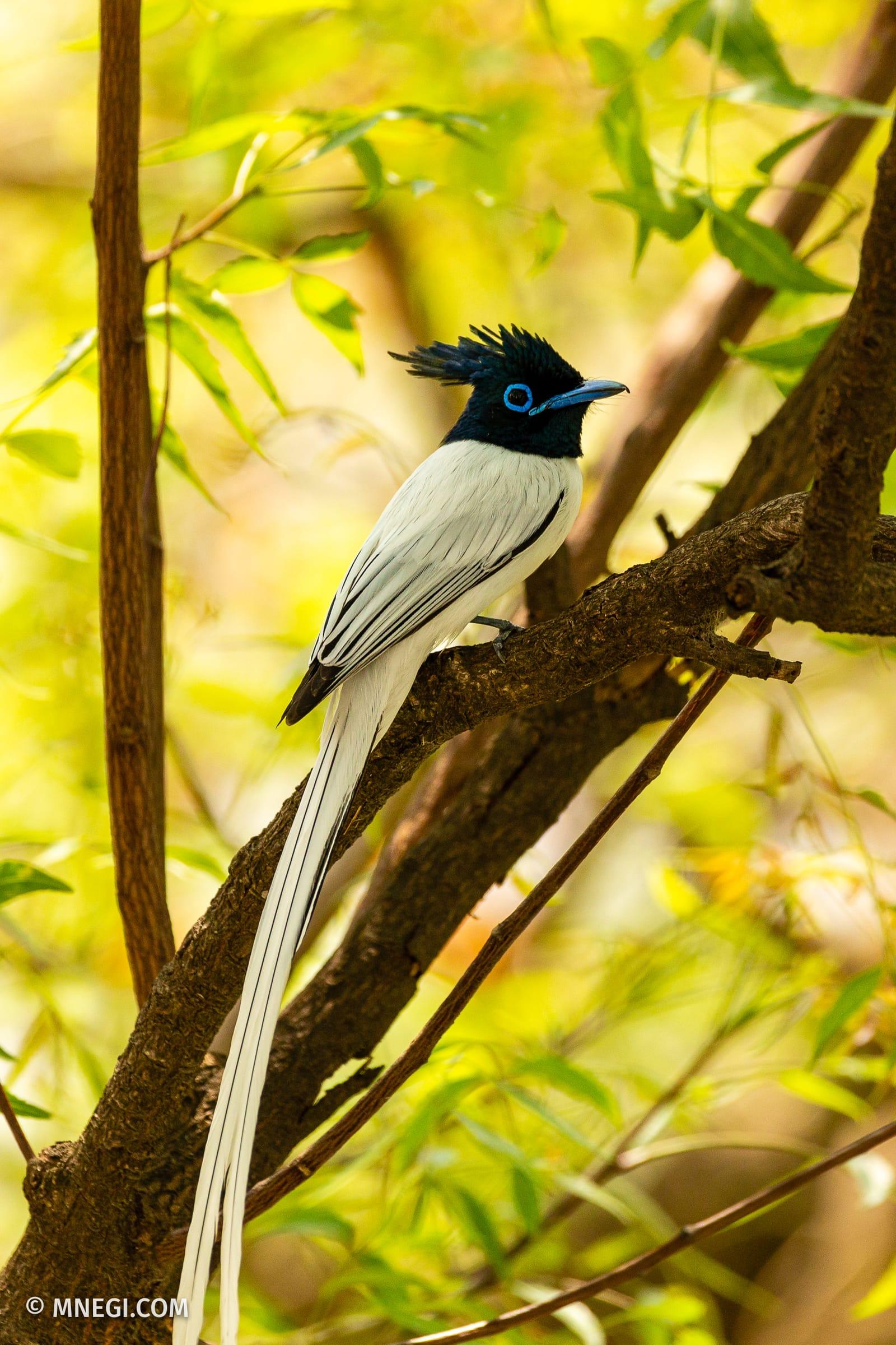 Indian Paradise Flycatcher (Male)