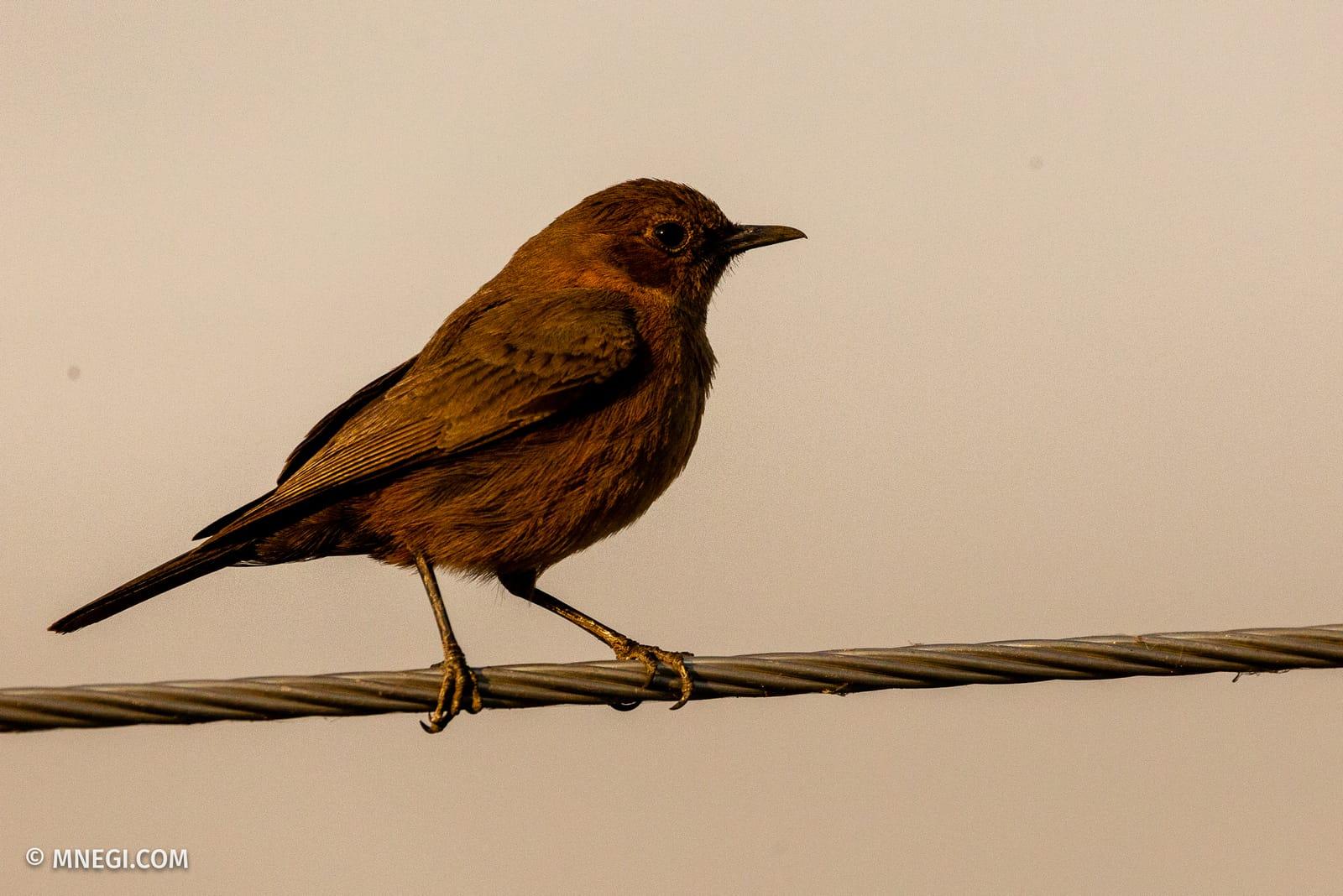 Indian Robin