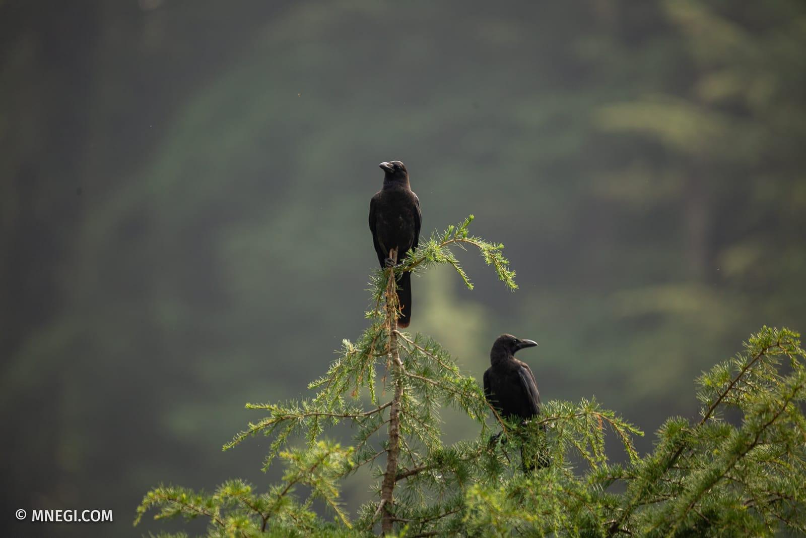 Large-billed Crow