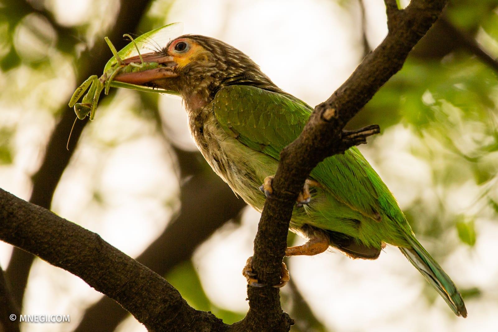 Lineated Barbet