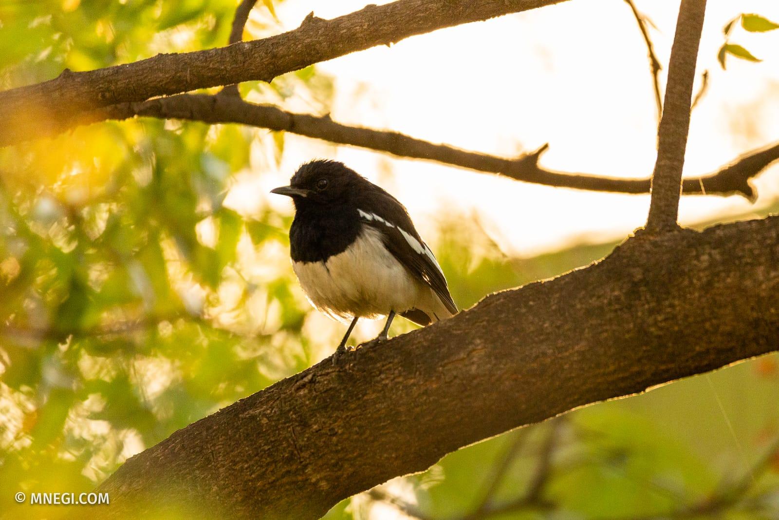 Oriental Magpie Robin