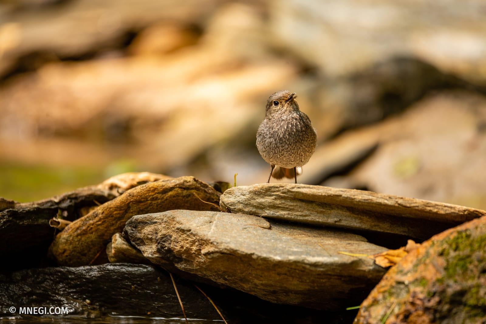 Plumbeous Water Redstart