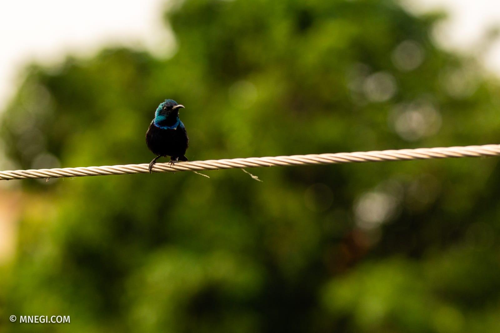 Purple Sunbird