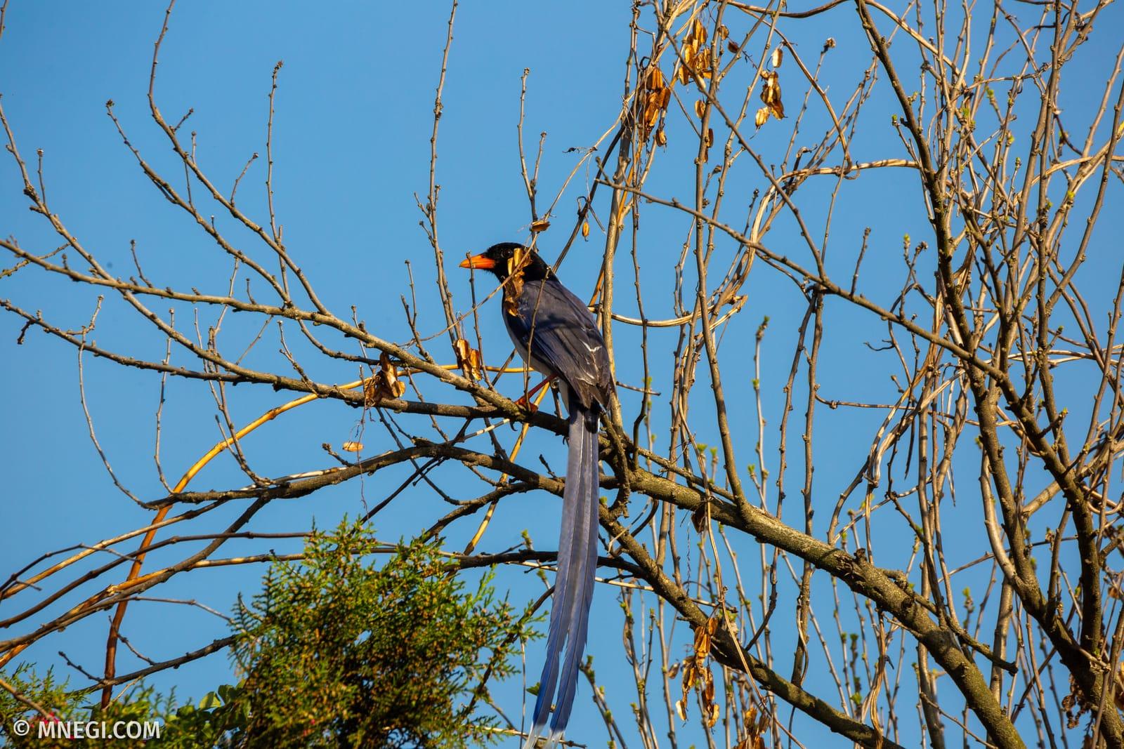 Red-billed Blue Magpie