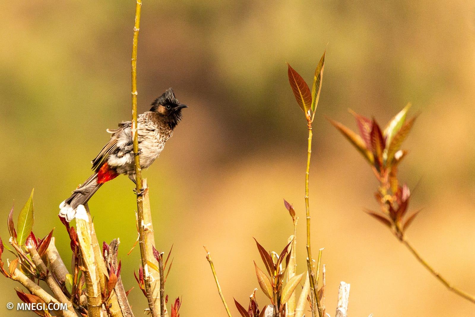 Red-vented Bulbul