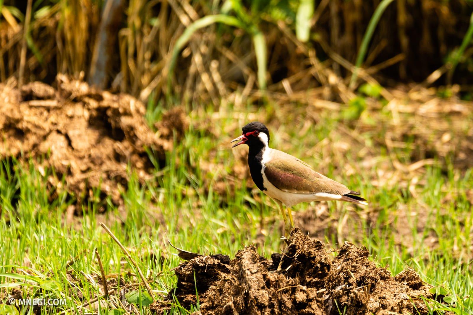 Red-wattled Lapwing