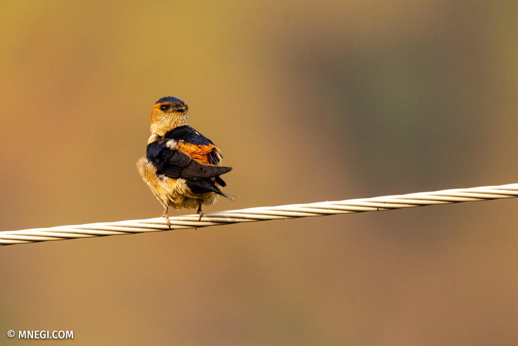 Red-rumped Swallow