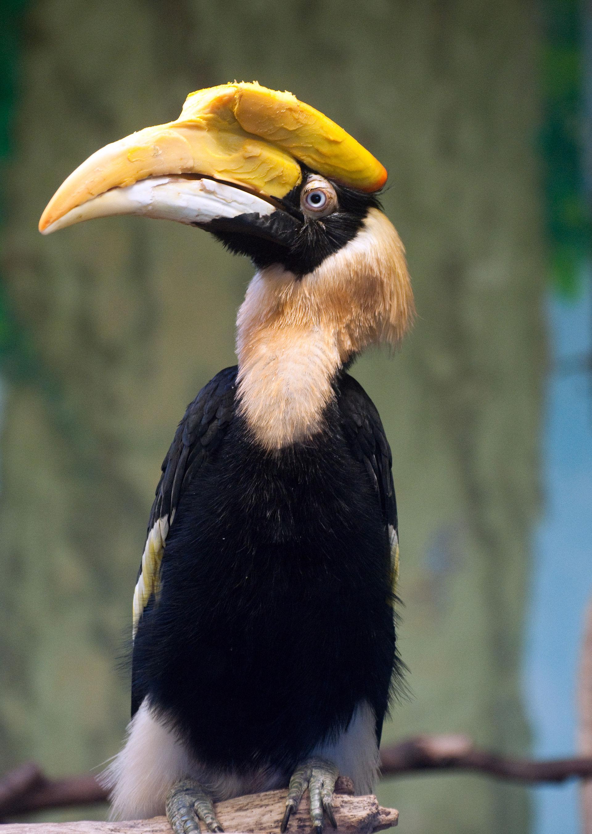 Great Hornbill