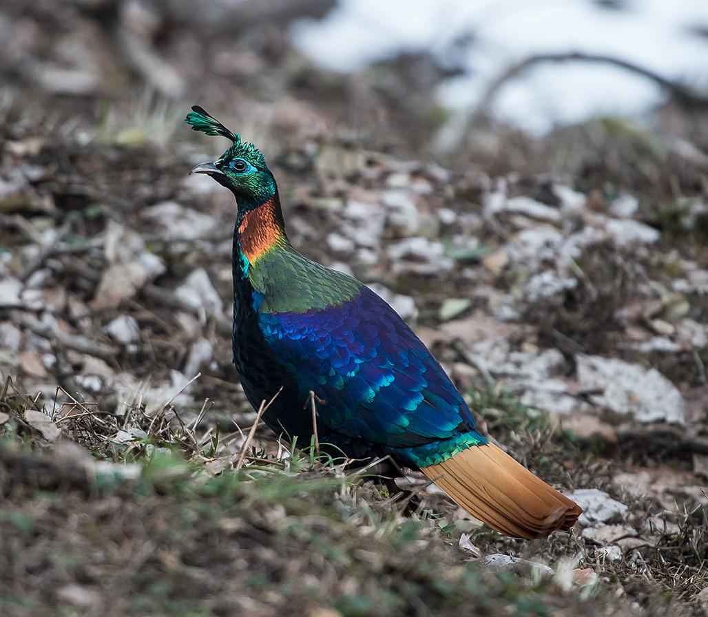 A male Himalayan monal in iridescent plumage