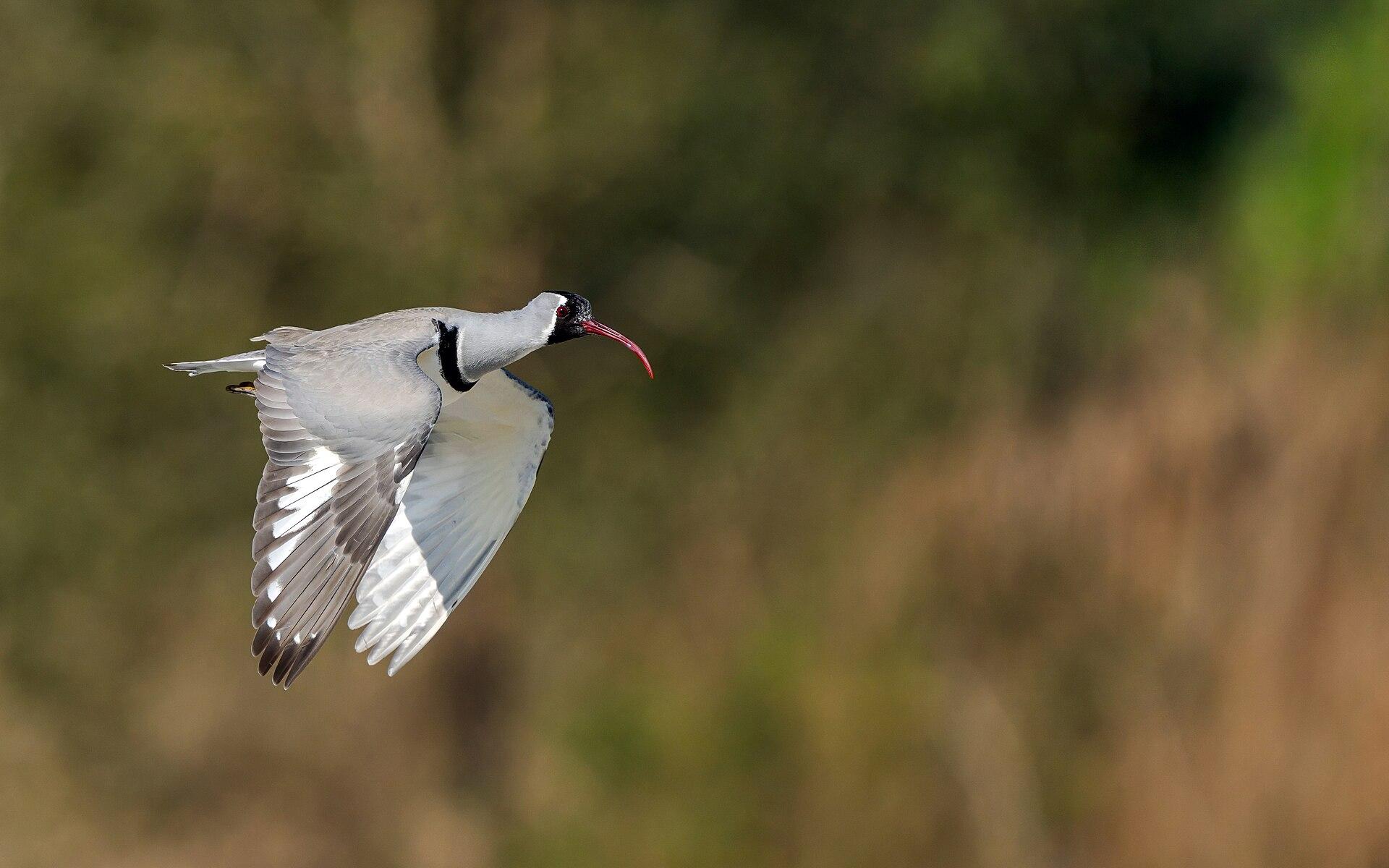 Ibisbill