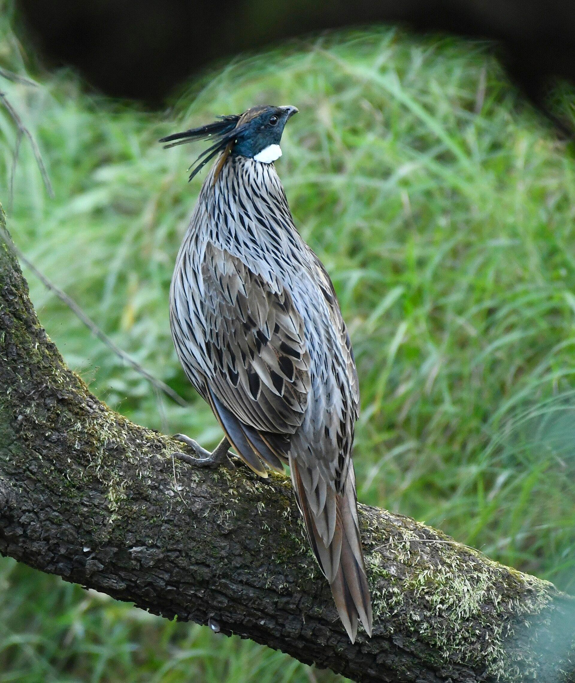 Koklass Pheasant
