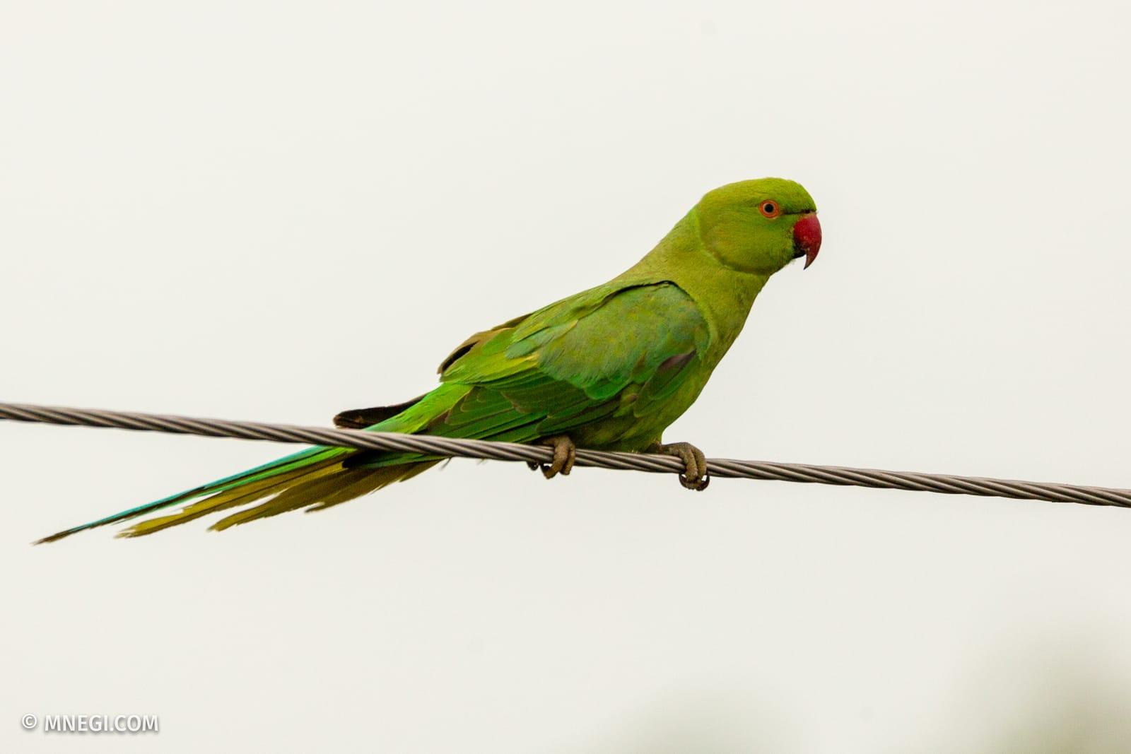 Rose-ringed Parakeet