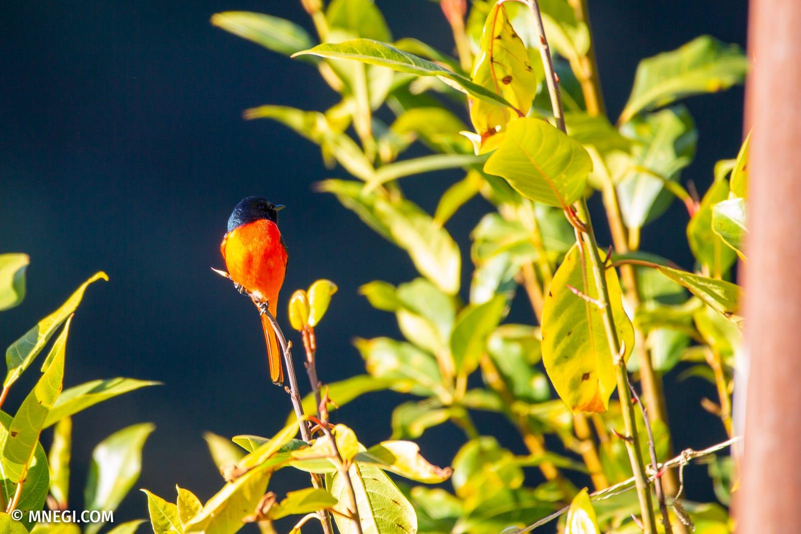 Scarlet Minivet