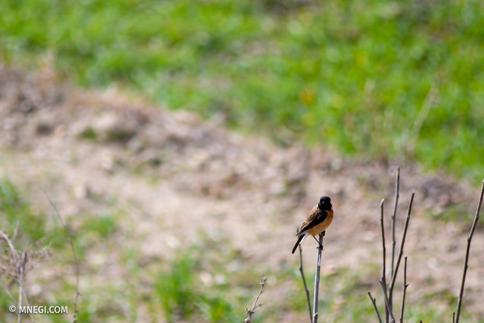 Siberian Stonechat