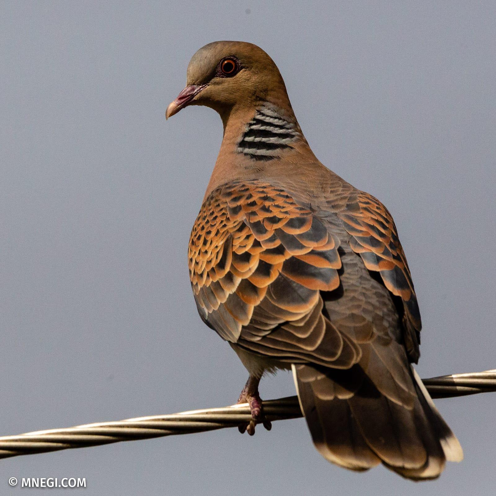 Spotted Dove