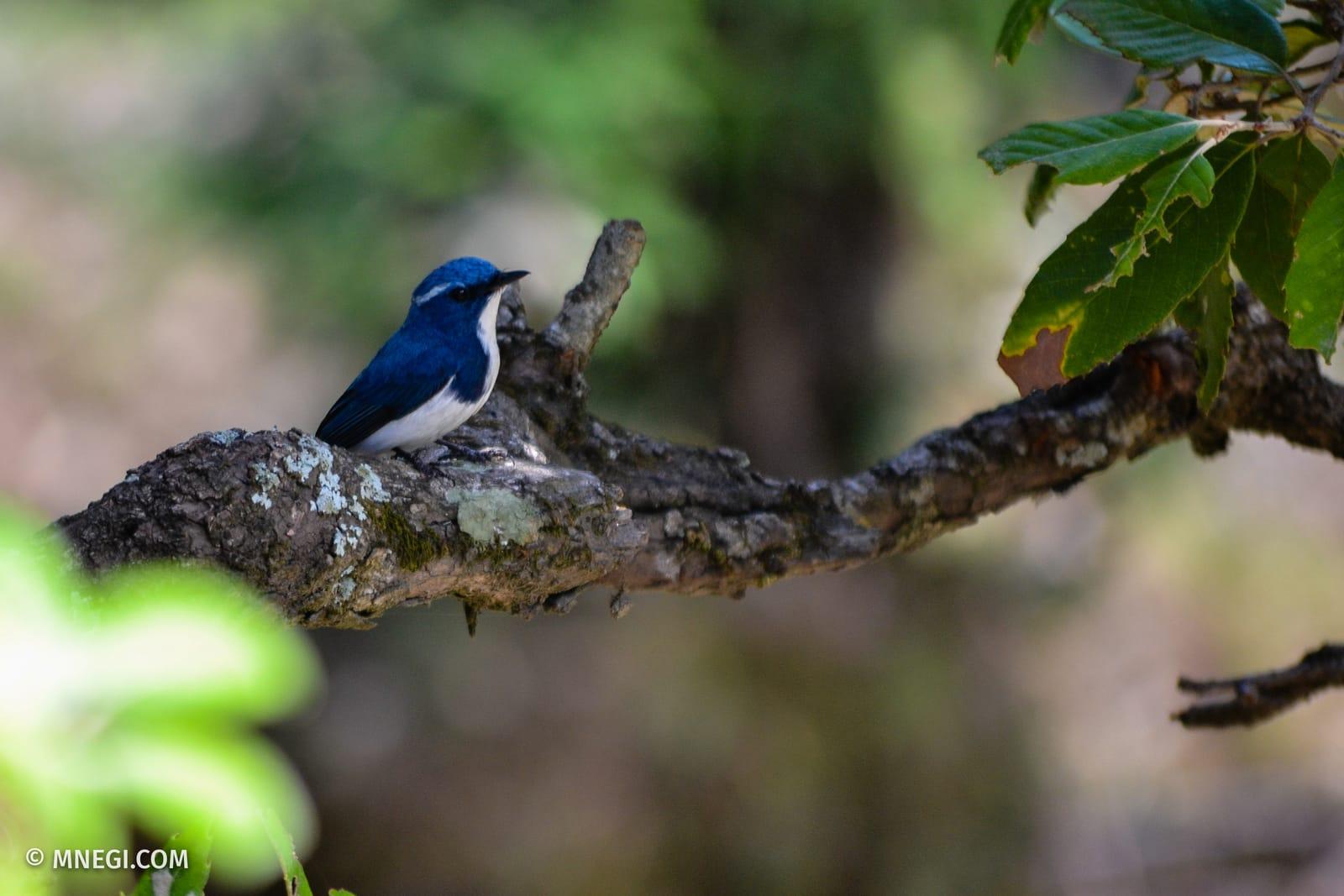 Ultramarine Flycatcher