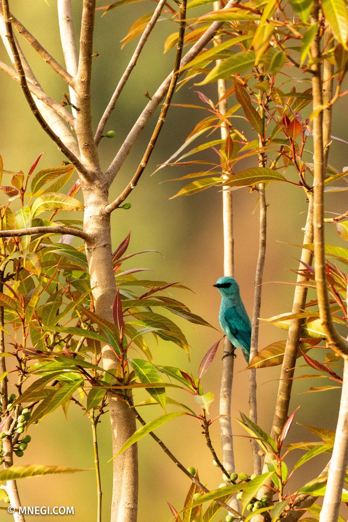 Verditer Flycatcher