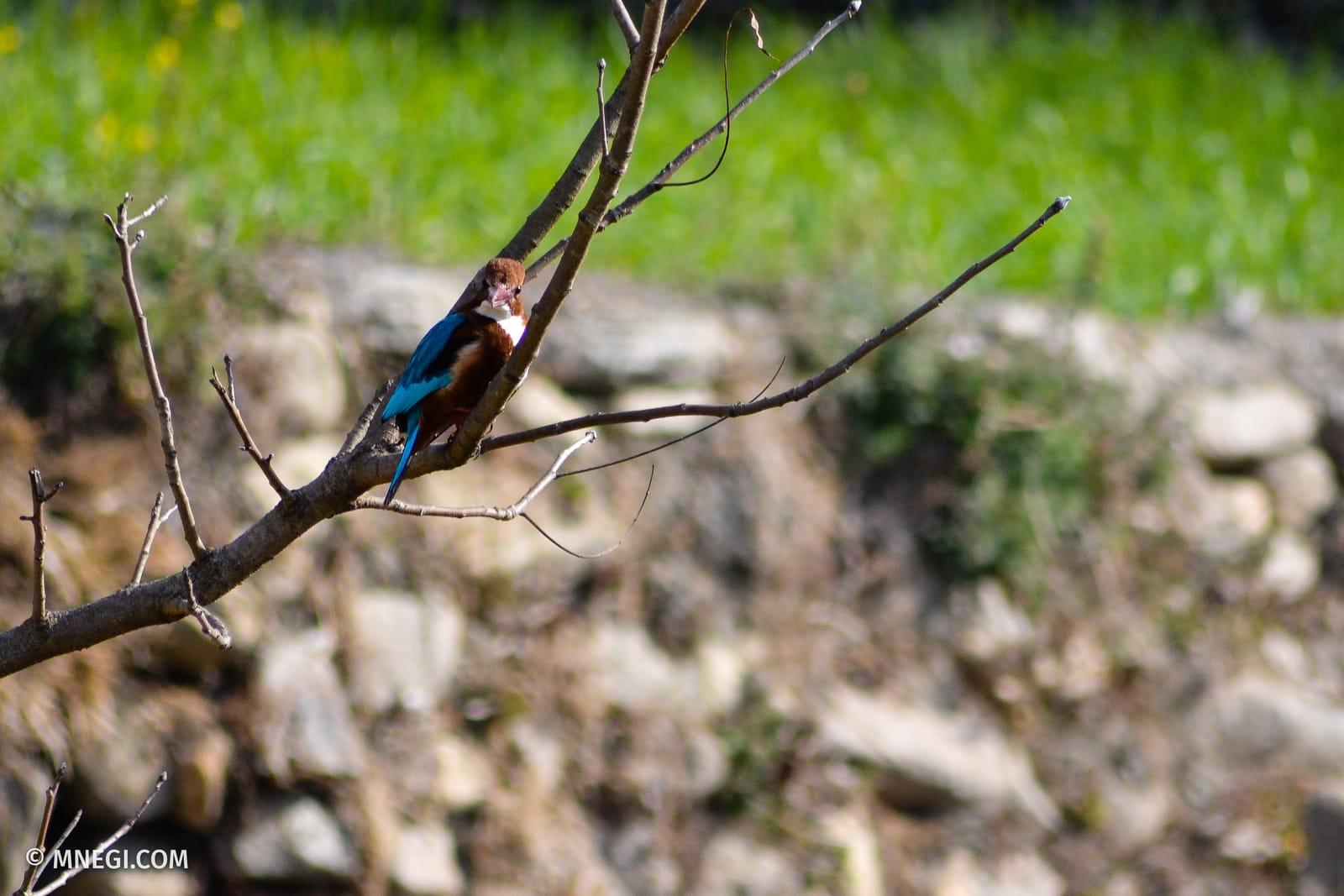 White-throated Kingfisher