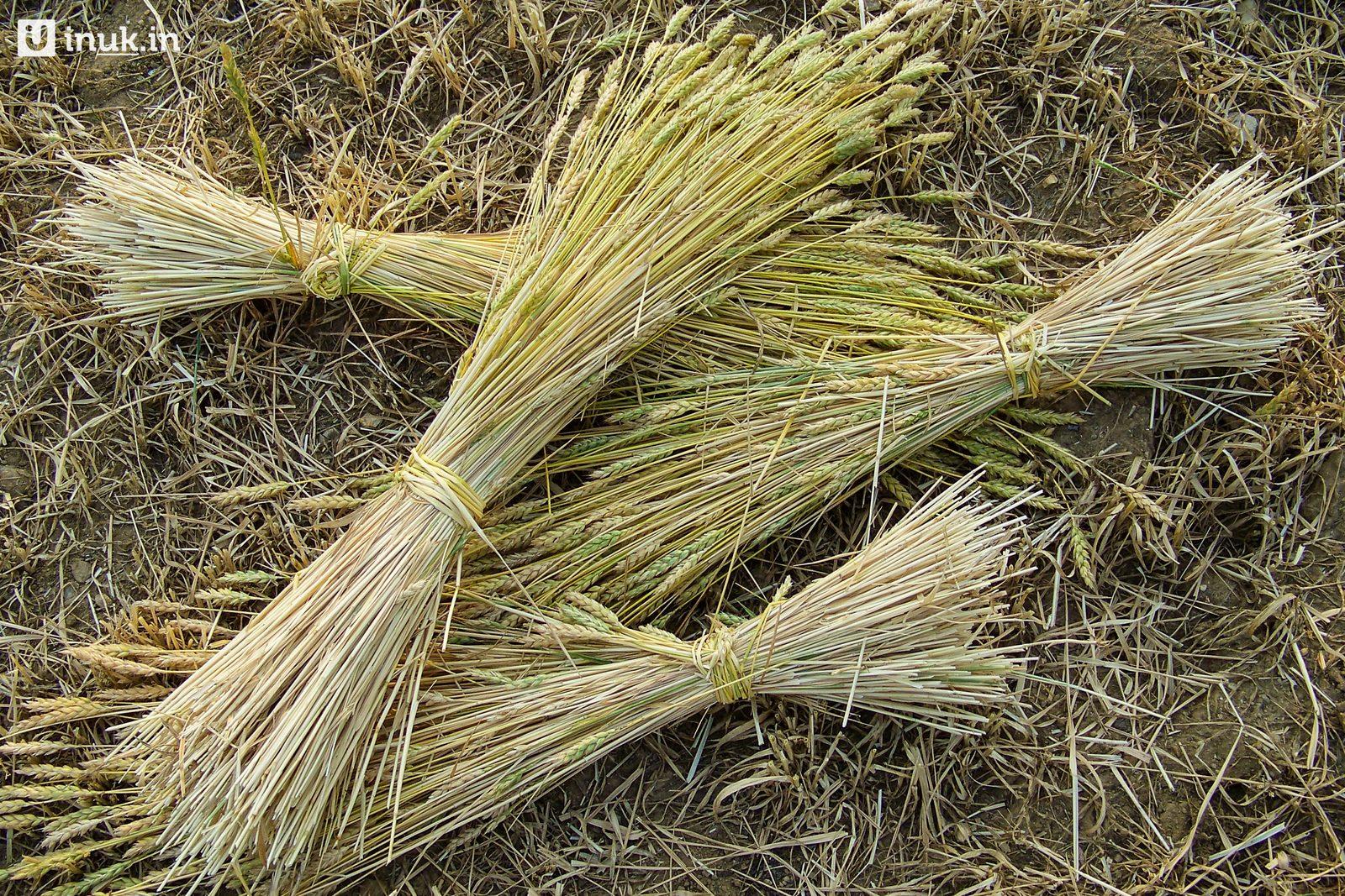 The harvest