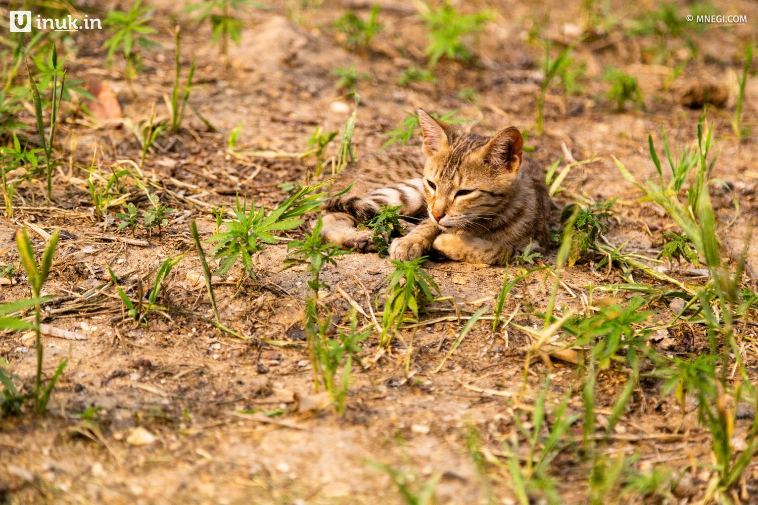 Wildlife