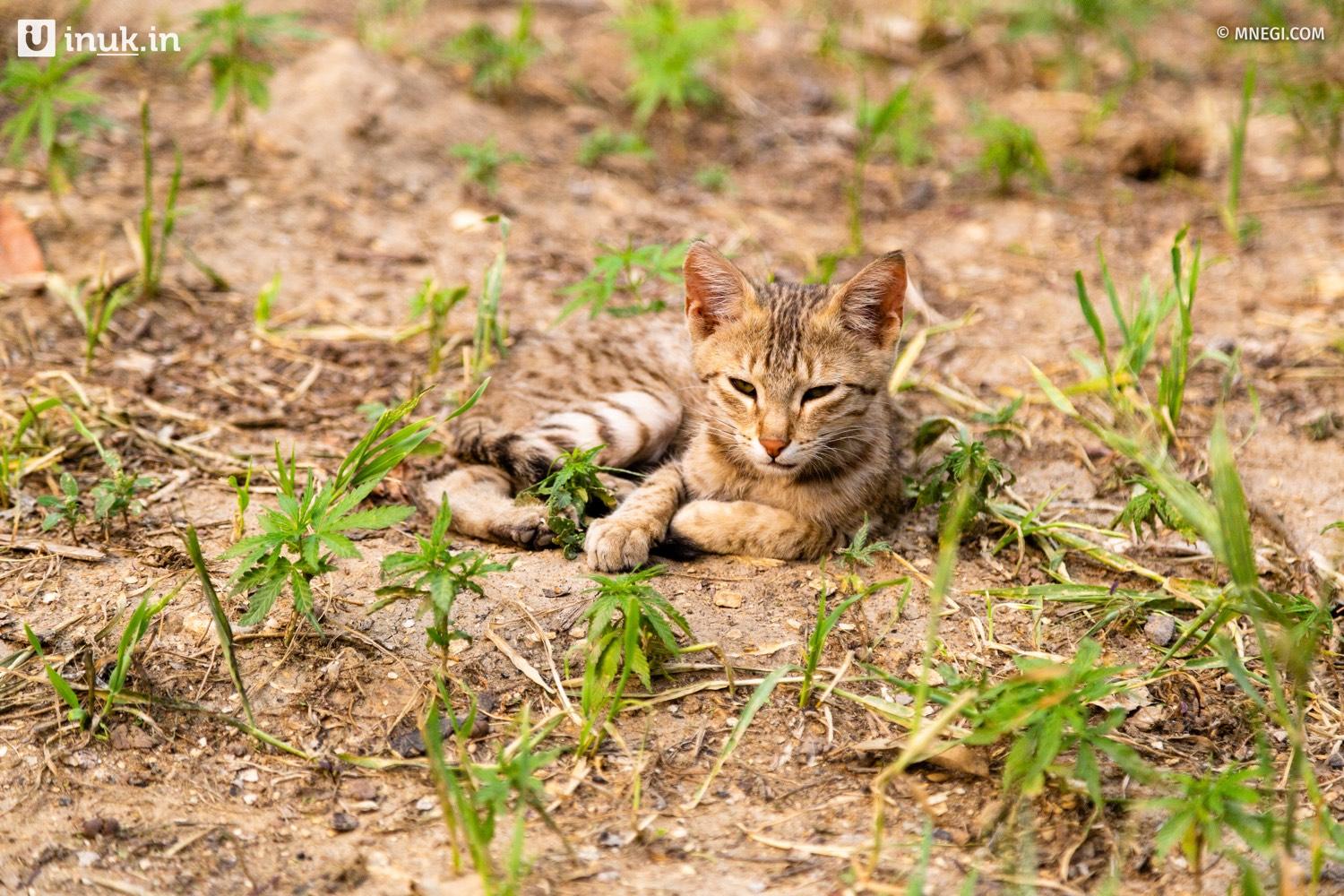 A hillside cat