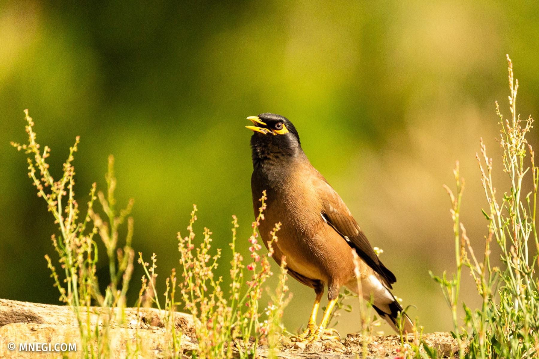 Common Myna