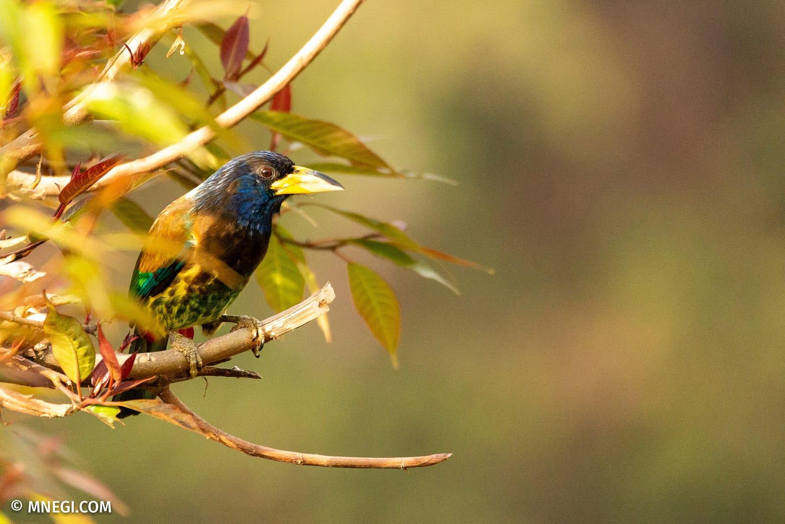A great barbet perched on a bare branch at dawn