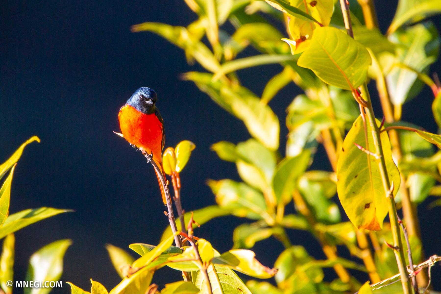 Scarlet Minivet